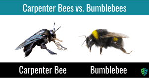 Carpenter Bees vs. Bumblebees
