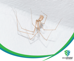 Cellar Spider2