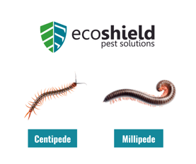 Centipede vs Millipede