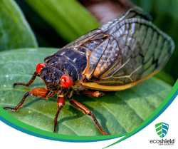 Cicada 1