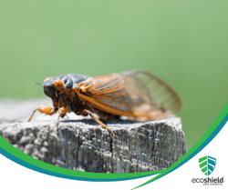 Cicada 3