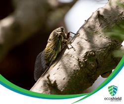 Cicada 5