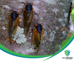 Cicada 6