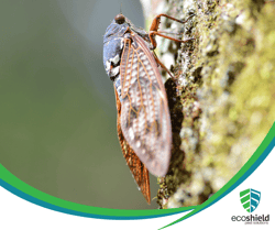 Cicada 8