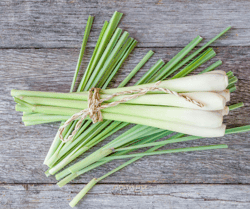 Citronella Cut