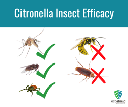 Citronella Efficacy