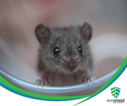 Clean Home Mice Featured Photo