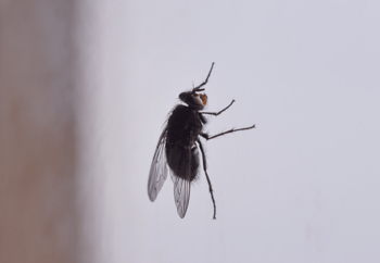 Close up of Cluster Fly on Window