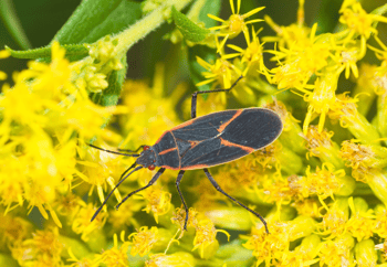 Close-up of Boxelder Bug on Goldenrod Plant