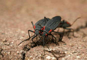 Close-up of Two Boxelder Bugs on Brick Surface