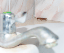 Cockroach in Bathroom