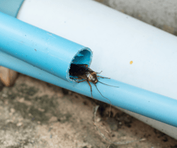Cockroach in Pipe