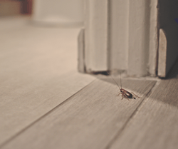 Cockroach near Bathroom