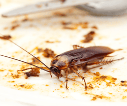 Cockroach on Plate