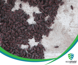 Congregation of Boxelder Bugs