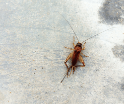 Crickets on Floor