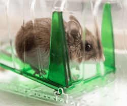 DIY Mouse Removal
