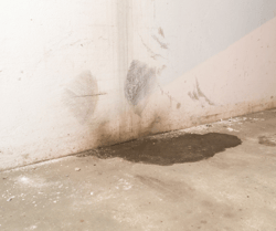 Damp Basement