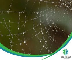 Delicate Web