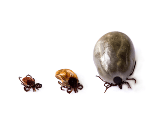 Different Ticks