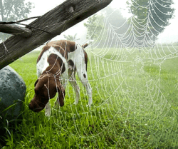 Dog Near Spiderweb
