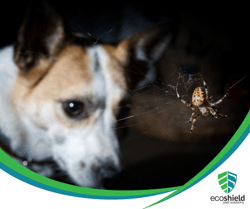 Dog Spider Blog Featured Photo