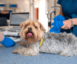 Dog at the Vet