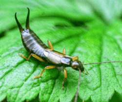 Earwig on Leaf