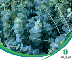 Eucalyptus Garden