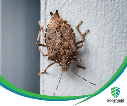 Featured Image Stink Bug
