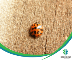 Featured Photo Ladybug Blog