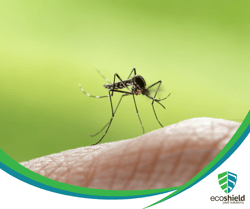 Featured Photo Mosquito Blog