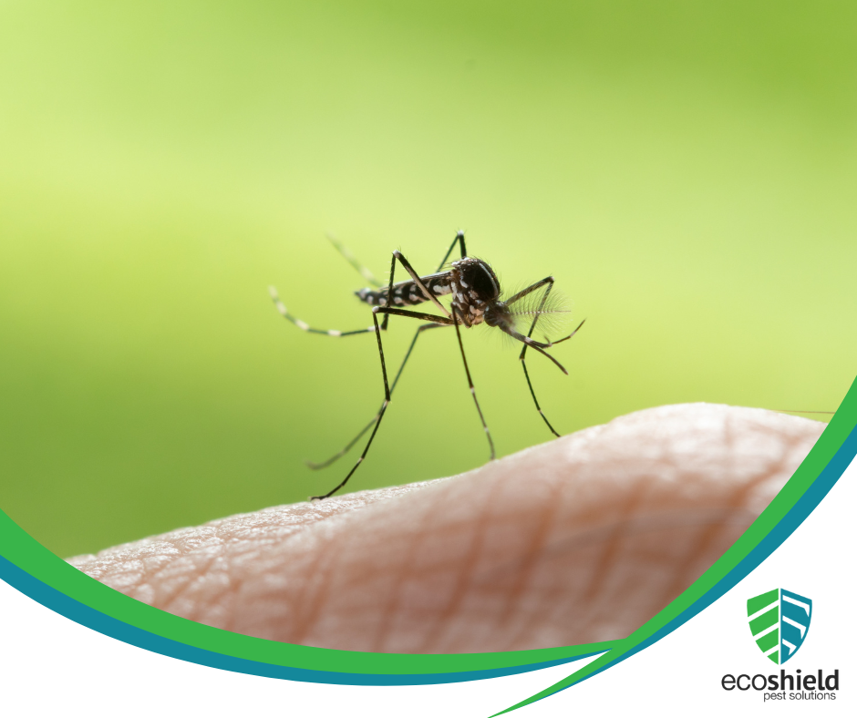 Featured Photo Mosquito Blog