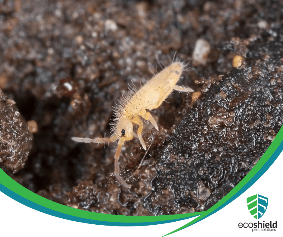 Exterminate and Prevent Springtails with EcoShield Pest Solutions