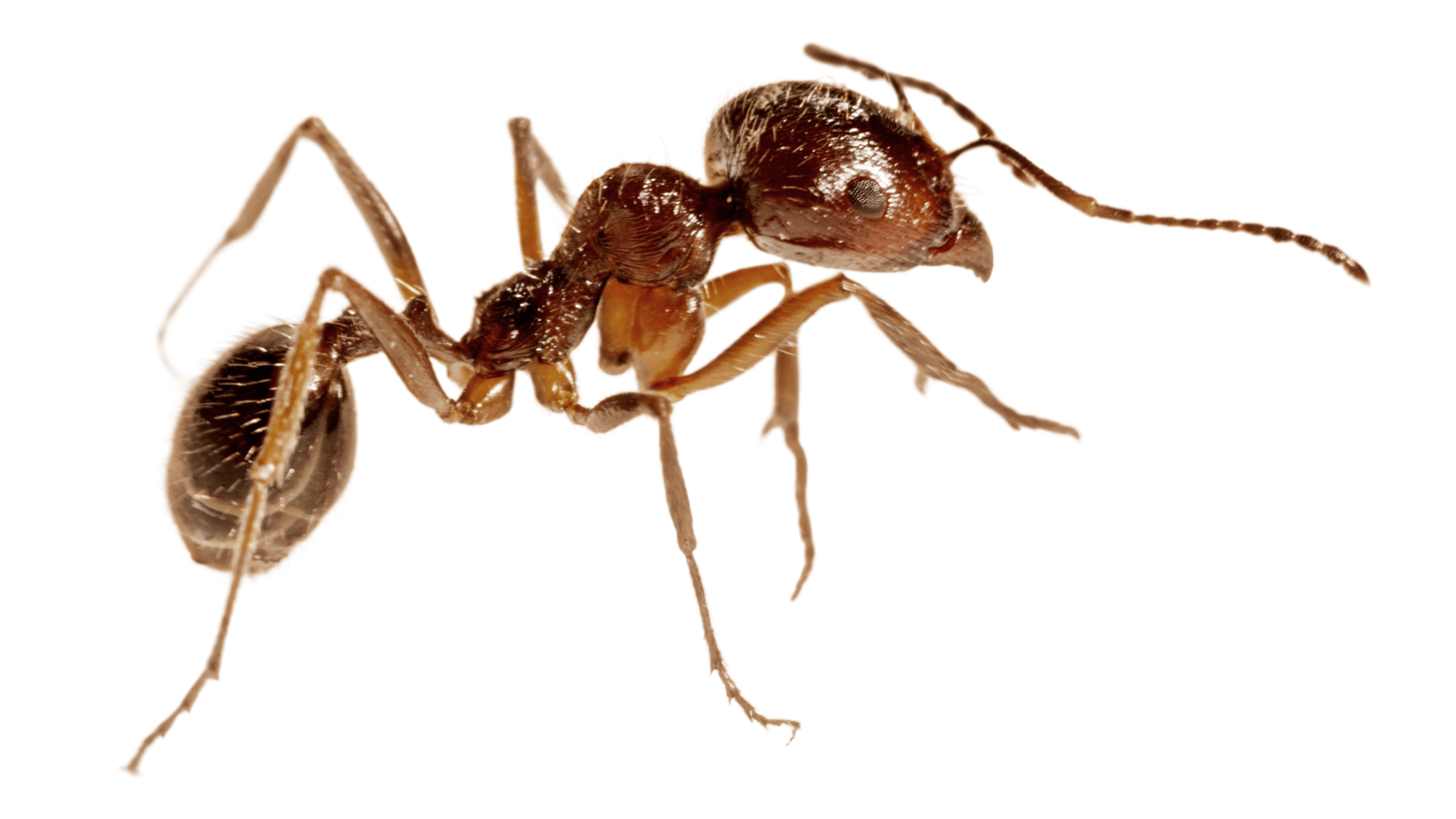 Fire Ant Header Fire Ant Header