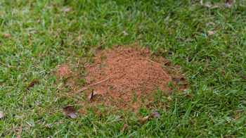 Fire Ant Mound