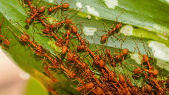 Fire Ants on Leaf