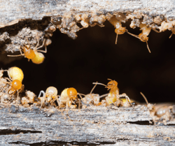Formosan Termite Damage 1