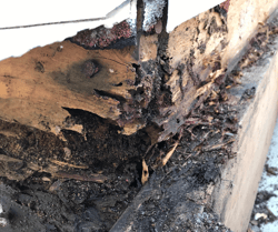 Formosan Termite Damage
