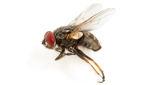 Fruit Fly Pest Library