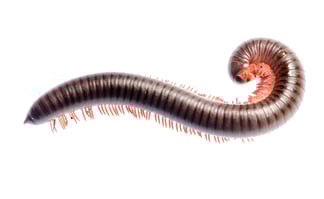 Full Length Millipede