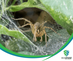 Funnel Weaver