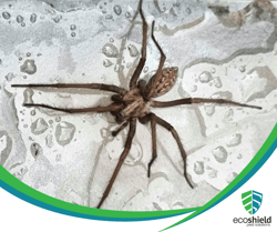 Hobo Spider (1)