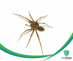 Hobo Spider