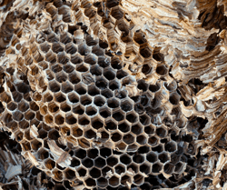 Hornet Nest Combs