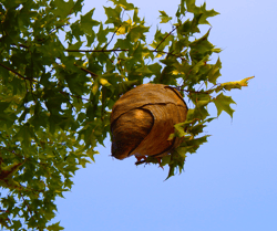 Hornet Nest in Tree