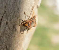 Hornet on Tree