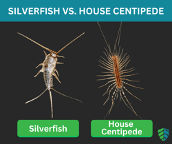House Centipede and Silverfish Graphic