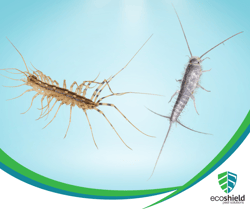 House Centipede vs. Silverfish