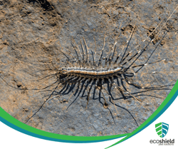 House Centipede2